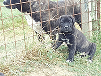 cucciolo cane corso 